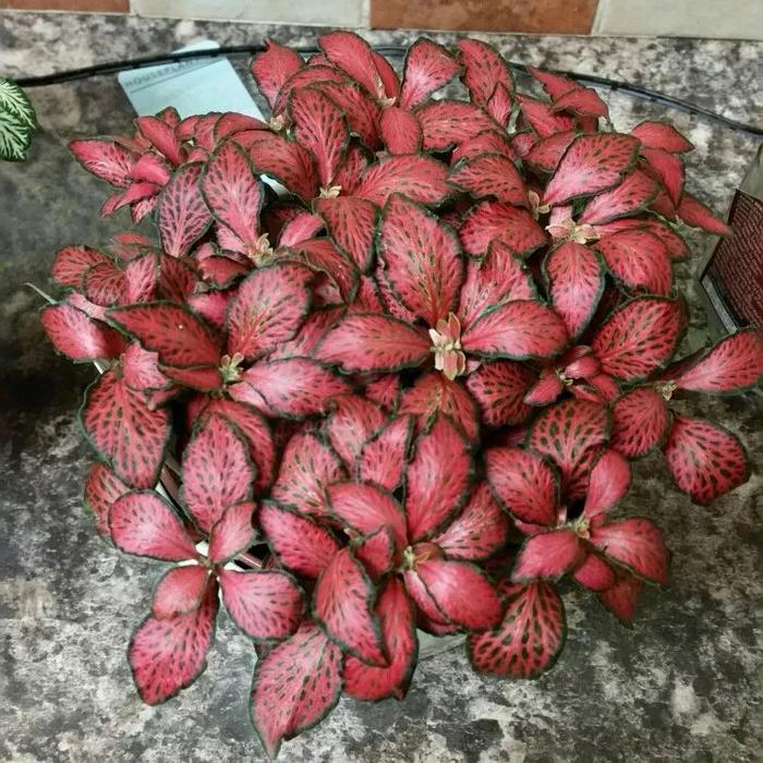 9种可以在浴室高温高湿环境下生长良好的植物