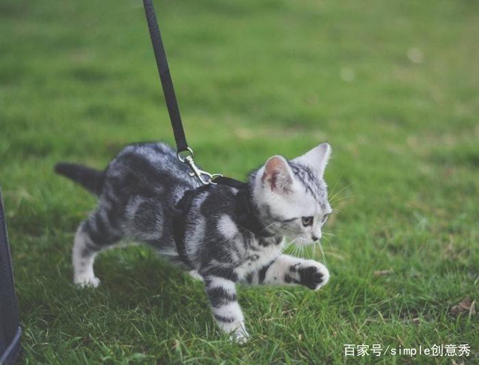 第一次出门遛猫需要注意什么，最好准备好这些，不然猫咪容易跑掉