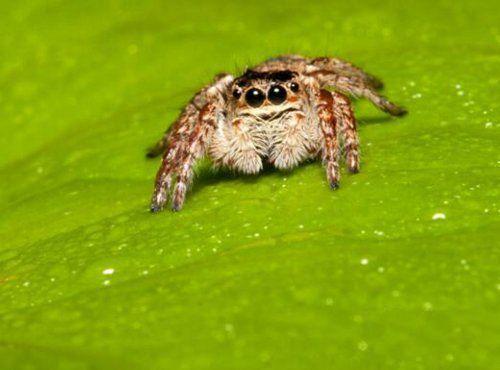 地球上10大最常见的室内蜘蛛，第五幽灵蛛，第一跳蛛，你见过吗？