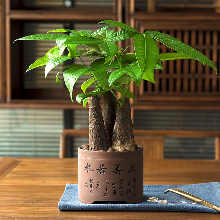 家里养6种植物，名字就吉祥，有益健康还添财运