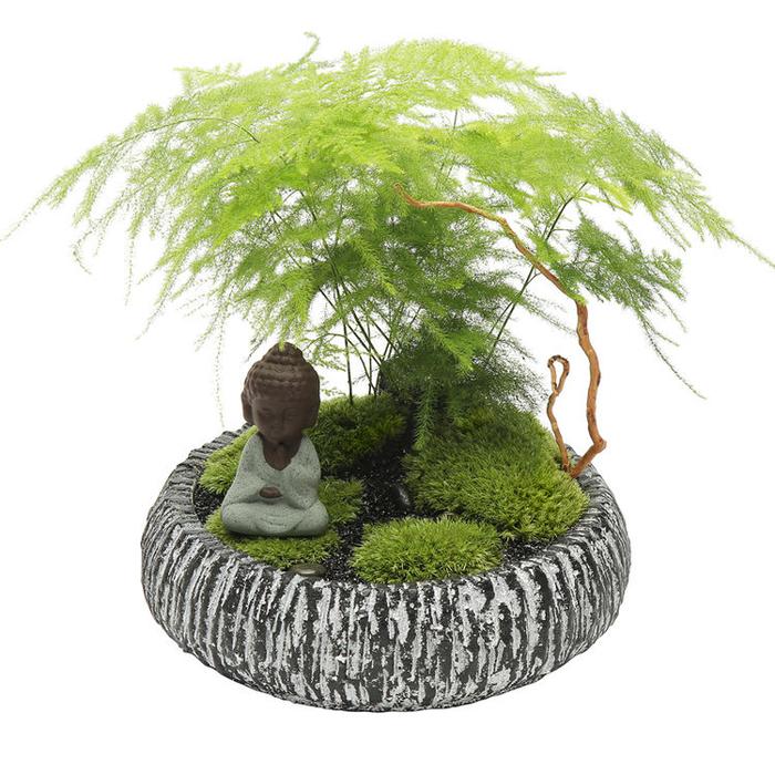 家里养6种植物，名字就吉祥，有益健康还添财运