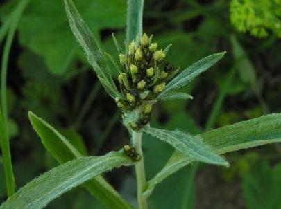 田间的“棉花草”，在民间非常盛行做成食品，殊不知还能降血压