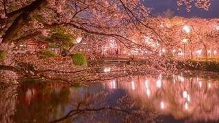 富士山脚下的樱花夜景
