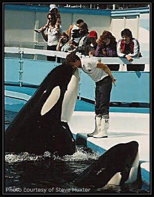 Steve Huxter | The Voice of the Orcas