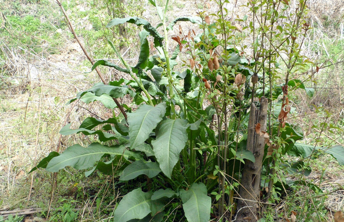 农村一草叫“野菠菜”，农民当杂草除掉，但根含“黄金”价值珍贵
