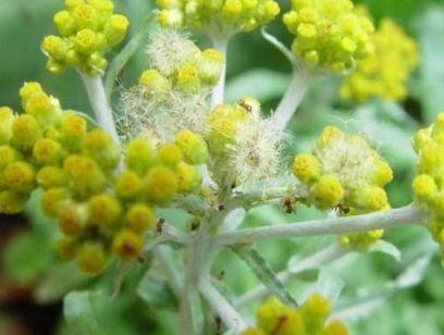田间的“棉花草”，在民间非常盛行做成食品，殊不知还能降血压