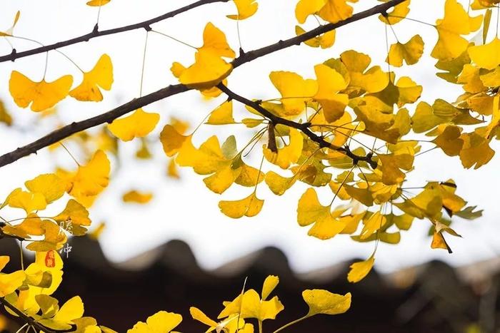 又是一年金秋,<a href='http://travel.sina.com.cn/baoshan_yinxingcun-lvyou/?from=b-keyword' >银杏村</a>“扫黄”的季节快到了,错过等一年