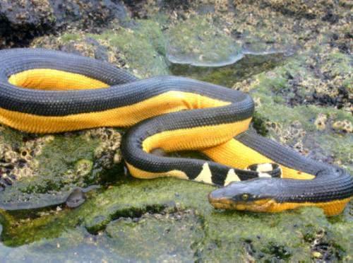 地球上10大毒性最强的蛇，细鳞太攀蛇第二，毒液可杀20万老鼠