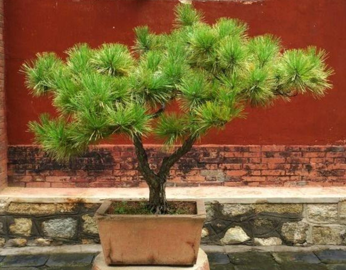 松树盆景的养护方法，平时注意这“5点”，生长好观赏性强