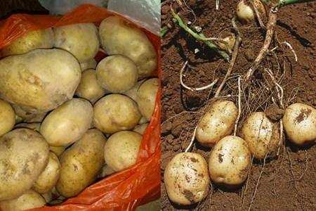 马铃薯和土豆不是同一个东西