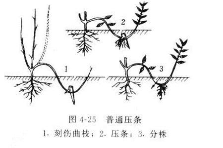 5种盆栽“压条”方法，不用剪枝不用嫁接，看完1种就会用，生根快