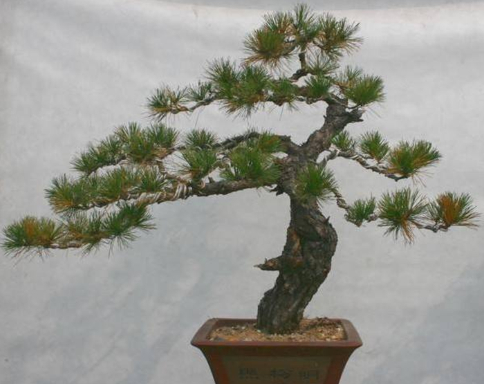 松树盆景的养护方法，平时注意这“5点”，生长好观赏性强