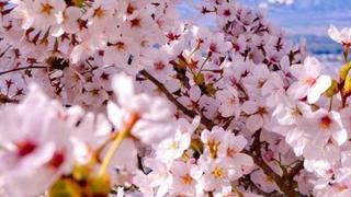 樱花与山川交融的自然之美