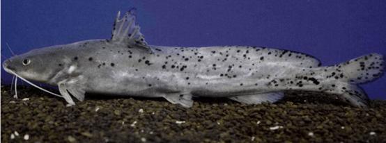 斑蠖鱼——只有在珠江水系看见的美味鱼