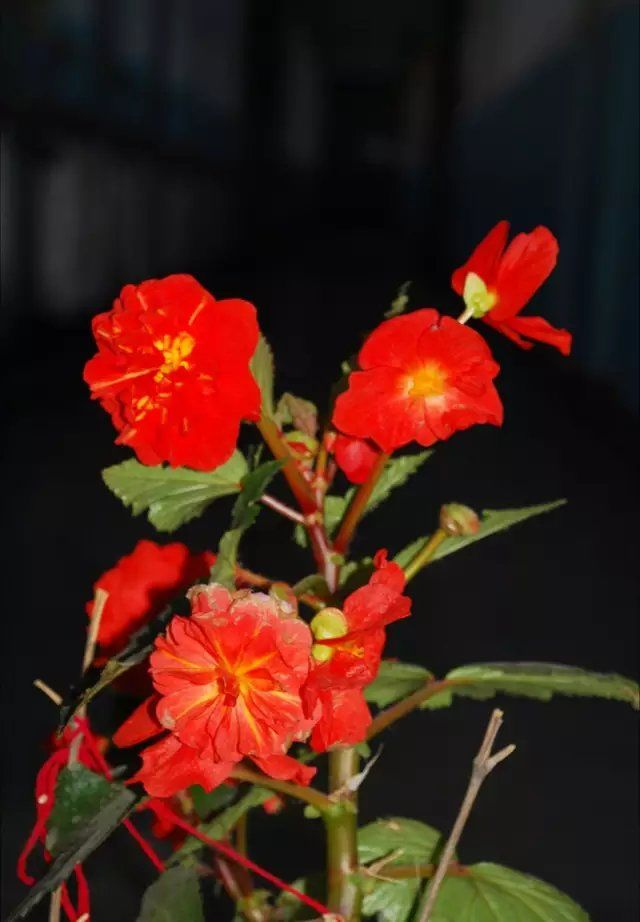 玻璃翠花的养植方法