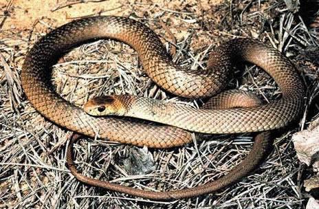 地球上10大毒性最强的蛇，细鳞太攀蛇第二，毒液可杀20万老鼠