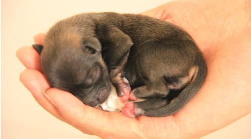 见多了长大后的动物，这些刚出生的动物，你见过几种？