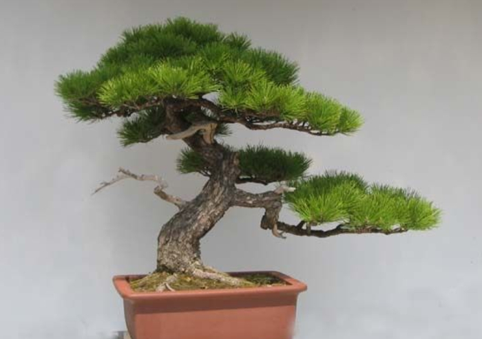 松树盆景的养护方法，平时注意这“5点”，生长好观赏性强