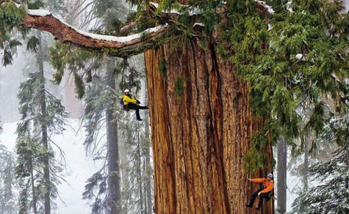 世界上最大的红杉树到底有多大? 至今无摄影师一次拍到它的全貌