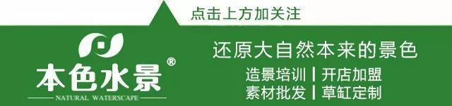 本色水景2018AGA造景大赛：荷兰造景篇，水草缸造景培训学习加盟