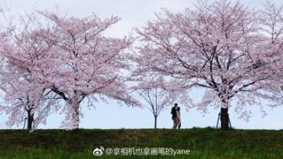日本浪漫飘雪的樱花季