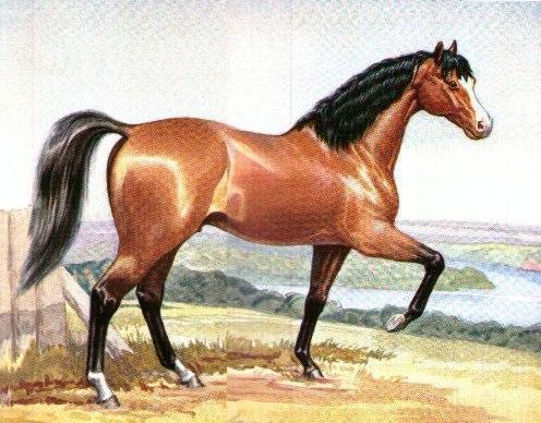 神俊的阿拉伯马，被称为世界上最受欢迎的十大名马之一