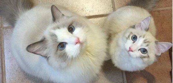 地球上10大最萌最可爱的猫咪，橘猫第六，加菲第三，你最爱哪个？