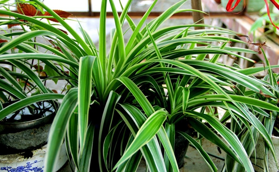 5种“净化”植物，家里养几盆，增添绿意、清新空气，心情更愉悦