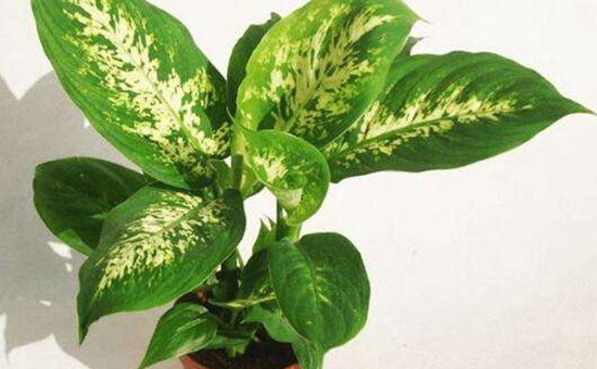 5种“净化”植物，家里养几盆，增添绿意、清新空气，心情更愉悦