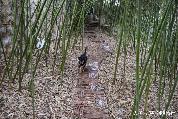 徐州市九里山宝峰寺, 一个人寺庙, 过腊八节, 喝腊八粥, 赏梅观竹