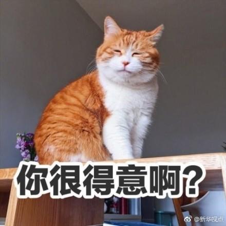 囧哥:对不起了喵星人，科学研究表明狗比猫聪明