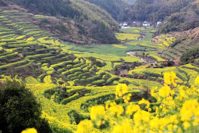 <a href='http://travel.sina.com.cn/jiangxi-lvyou/?from=b-keyword' >江西</a><a href='http://travel.sina.com.cn/shangrao_wuyuan-lvyou/?from=b-keyword' >婺源</a>“扫黄”正当时,美女沉醉温柔春光里 <a href='http://travel.sina.com.cn/jiangxi-lvyou/?from=b-keyword' >江西</a><a href='http://travel.sina.com.cn/shangrao_wuyuan-lvyou/?from=b-keyword' >婺源</a>“扫黄”正当时,美女沉醉温柔春光里
