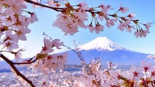 富士山樱花开了，真美