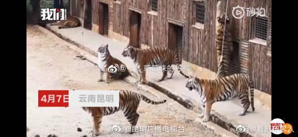 网曝：云南野生动物园“钓老虎”？最新官方回复来了！