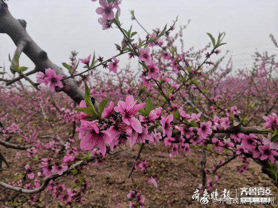 清明假期结束后，德州连续降温降雨，市民又匆匆裹回了大棉袄……