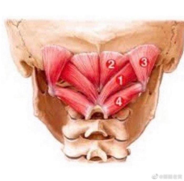 久坐办公后眼干眼涩、颈痛、头痛 可以尝试按揉一下枕下肌群哦……