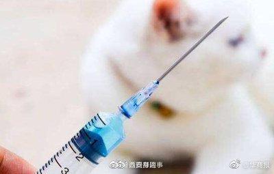 夏季犬类整治行动 西安市民反映狂犬疫苗“一苗难求” 10家接种门