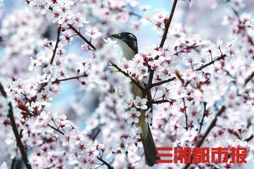 (2月22日,在衡阳市高新区太阳广场,一只小鸟在花枝间停歇。连日来,随着气温回升,湖南衡阳春花盛开,春意盎然。新华社 图)