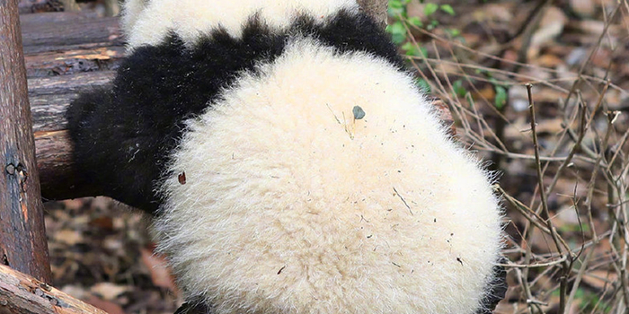 大熊猫的背影，也太治愈了吧！