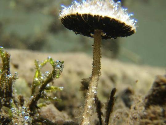水下繁殖的蘑菇 水下繁殖的蘑菇