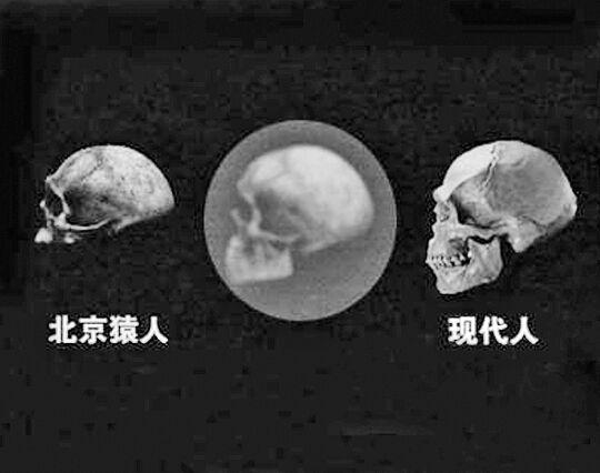 中科院研究称元谋猿人北京猿人非现代人的祖先 图片据央视 中科院研究称元谋猿人北京猿人非现代人的祖先 图片据央视