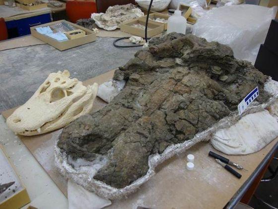 Anthracosuchus balrogus的一个标本,旁边是一个短吻鳄的头骨。 Anthracosuchus balrogus的一个标本,旁边是一个短吻鳄的头骨。