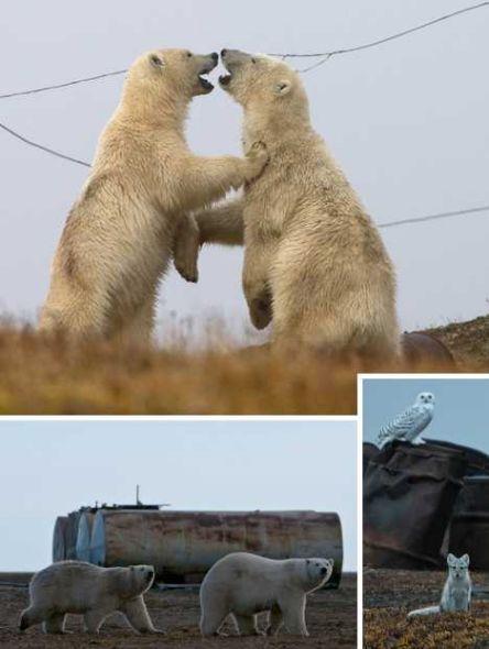 北极熊乐园 北极熊乐园