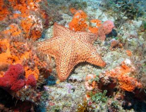 海星色彩丰富,几乎在任何动物色彩评比中都会榜上有名 海星色彩丰富,几乎在任何动物色彩评比中都会榜上有名