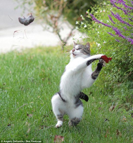 内华达州的格拉斯谷,安吉洛-德桑蒂斯的宠物猫‘德克斯特’将老鼠抛向半空 内华达州的格拉斯谷,安吉洛-德桑蒂斯的宠物猫‘德克斯特’将老鼠抛向半空