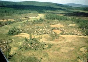 通古斯大爆炸100年,2008年的现场景象 通古斯大爆炸100年,2008年的现场景象