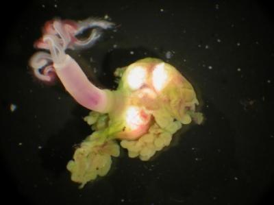 这种“僵尸蠕虫”以食用海底死亡鱼类和鲸类尸骨为生,它们拥有一种独特的酸性酶分泌功能。 这种“僵尸蠕虫”以食用海底死亡鱼类和鲸类尸骨为生,它们拥有一种独特的酸性酶分泌功能。