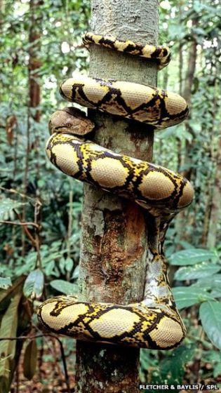 网纹蟒蛇(reticulated python ) 网纹蟒蛇(reticulated python )