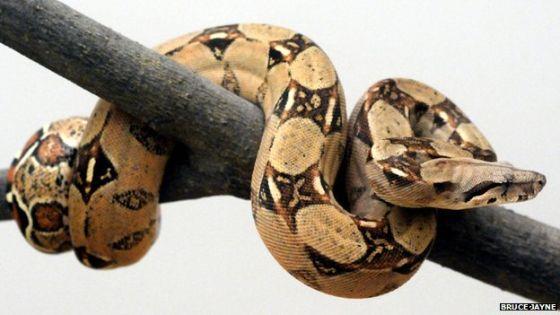 大蟒蛇(Boa constrictors) 大蟒蛇(Boa constrictors)