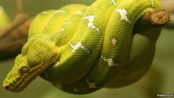 绿树蟒( green tree python ) 绿树蟒( green tree python )